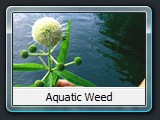 Aquatic Weed